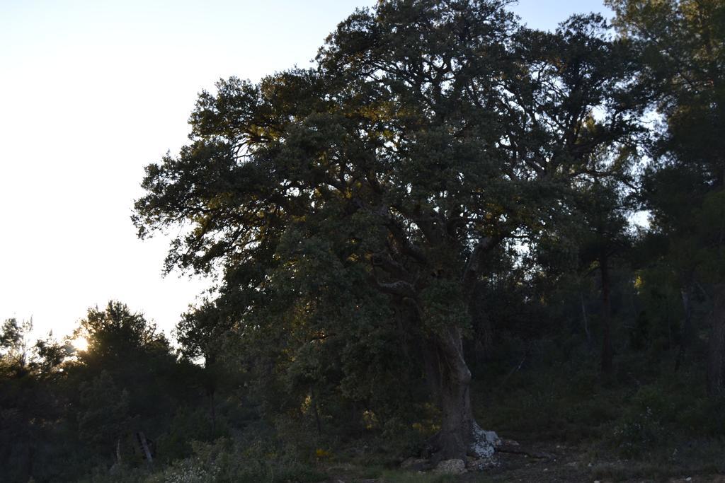 Mas De Salvador Villa Peñarroya de Tastavins Dış mekan fotoğraf